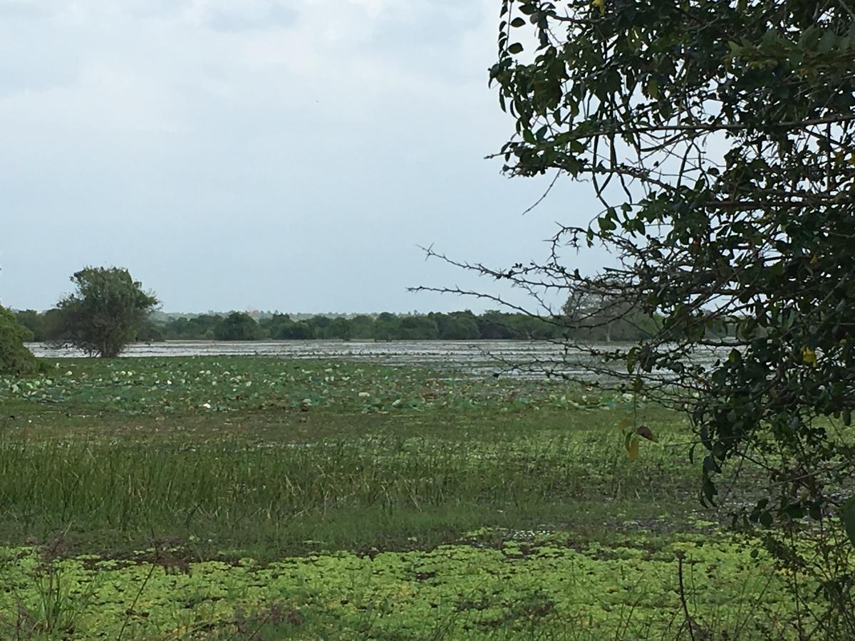 Captain'S Bird Safari Lodge Puttalam Luaran gambar