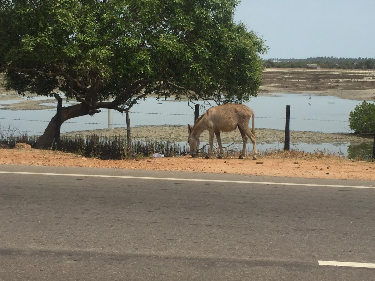 Captain'S Bird Safari Lodge Puttalam Luaran gambar